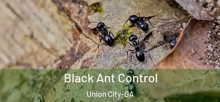 Black Ant Control Union City-GA