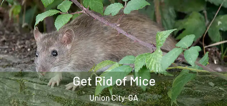  Get Rid of Mice Union City-GA