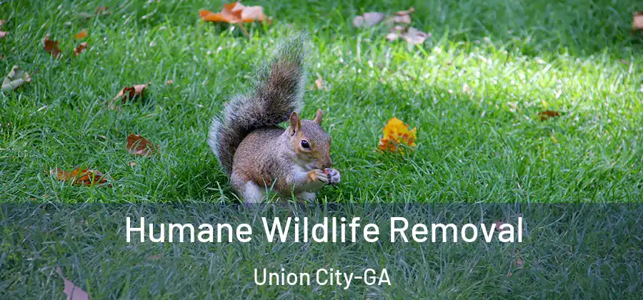  Humane Wildlife Removal Union City-GA