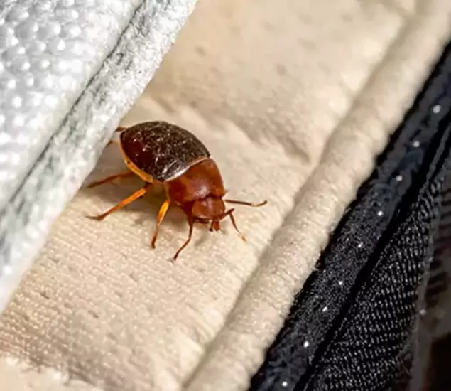 Trusted Bed Bug Prevention Specialists in Union City, GA