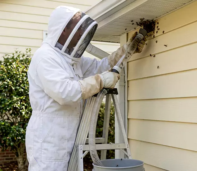 Your Affordable Bee Removal Company in Union City, GA