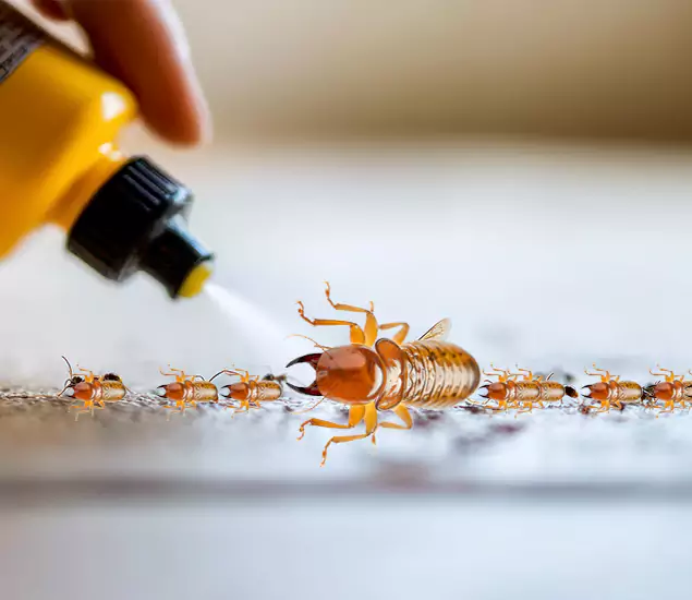 Reliable Bora Care Termite Experts in Union City, GA