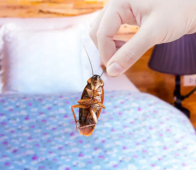 Expert Roach Control Services: Your Cockroach Pest Control in Union City, GA