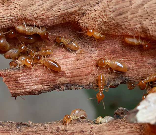 About Our Drywood Termite Treatment Experts in Union City, GA