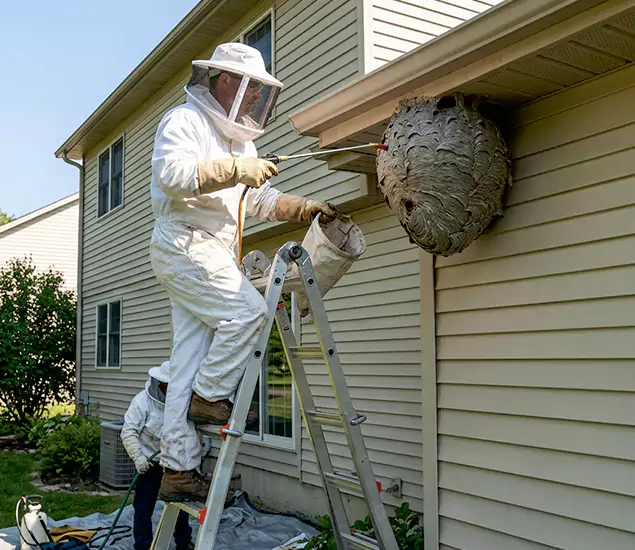 Expert Wasp Nest Removal: Your Local Wasp Nest Removal Company in Union City, GA