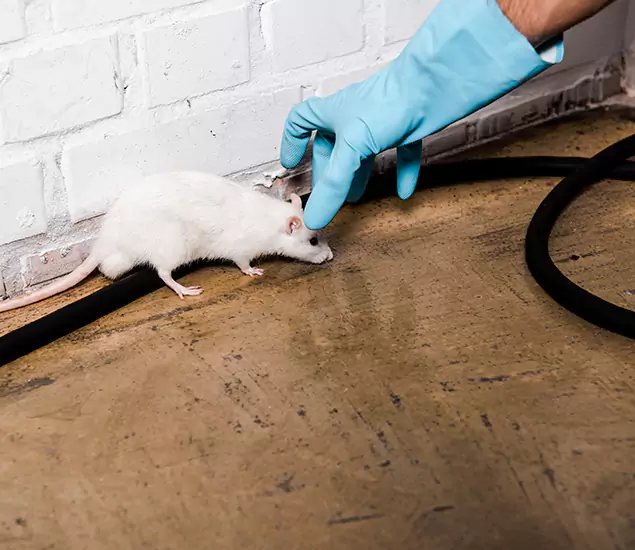 Trusted Mouse Exterminator: Your Rodent Control Company in Union City, GA