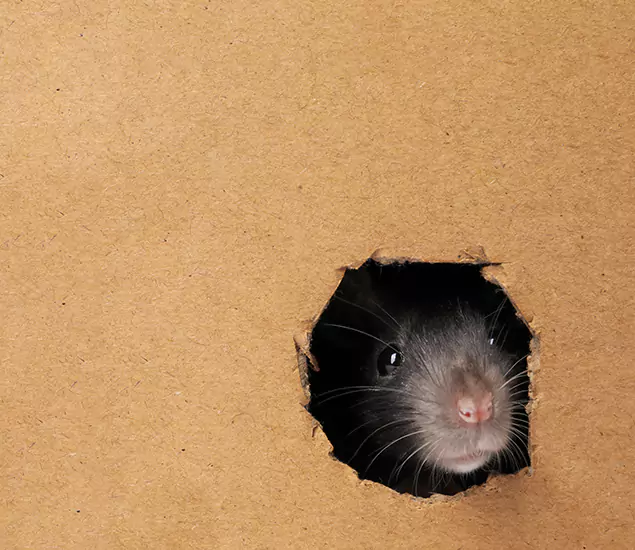 Rats in Attic Removal Experts in Union City, GA
