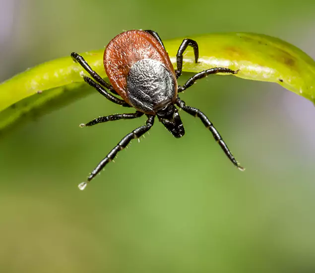 Your Trusted Tick Pest Control in Union City, GA