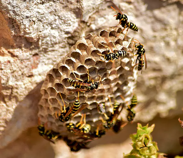 Your Best Wasp Removal Company in Union City, GA
