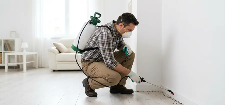 Seasonal Ant Infestation Control in Union City