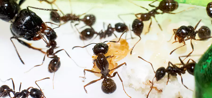 Argentine Ant Barrier Treatment in Union City