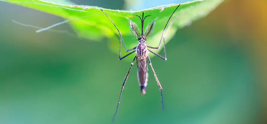 Natural Mosquito Spray for Yard in Union City