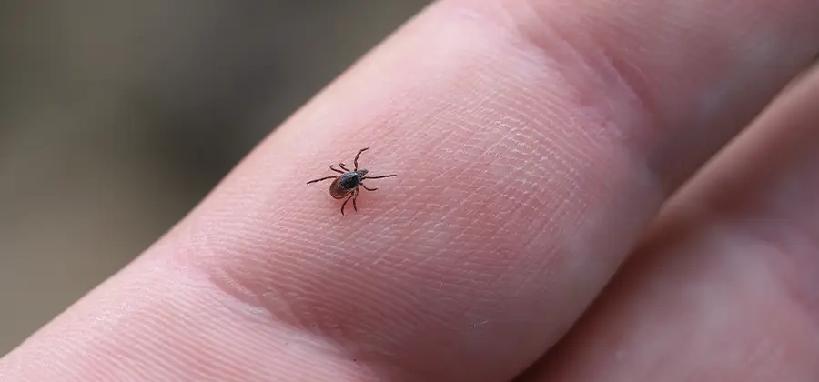 Infection Prevention for Bed Bug Bites in Union City