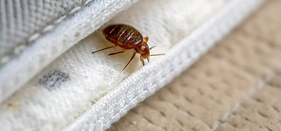 Tenting Bed Bug Fumigation in Union City