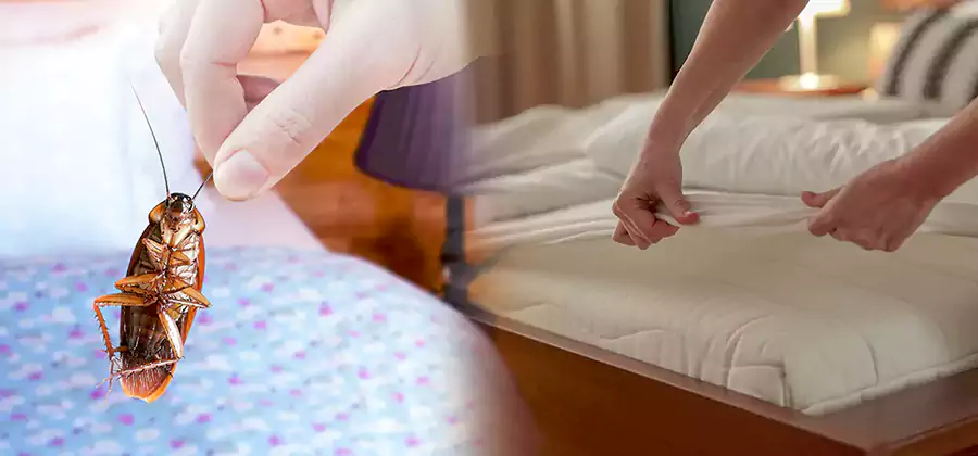Bed Bug Home Extermination Service in Union City