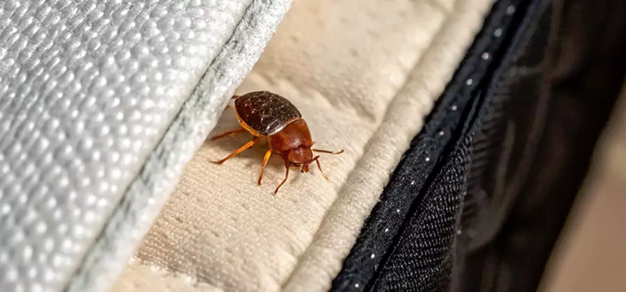 Commercial Bed Bug Control in Union City