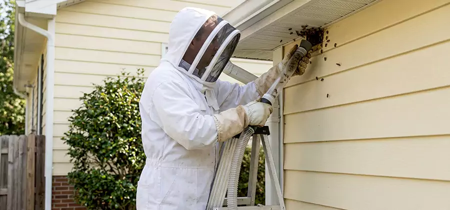 Ground Bee Removal in Union City
