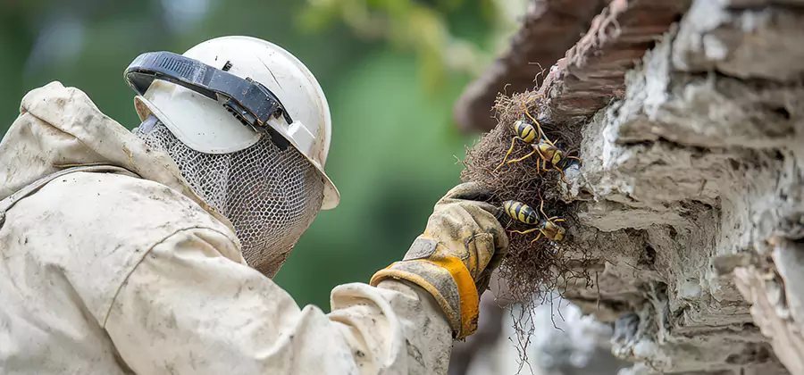 Bee and Wasp Hornet Removal in Union City