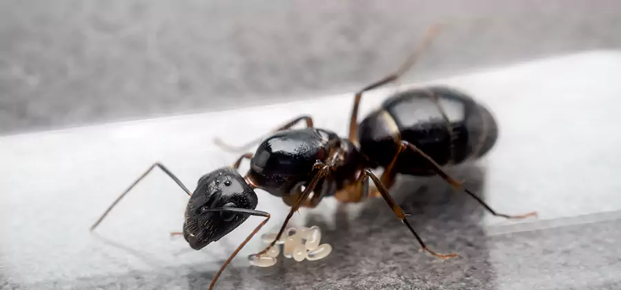 Black Ants in Kitchen Elimination in Union City