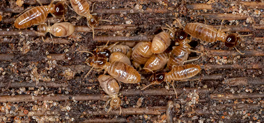 Bora Care Residential Termite Control in Union City