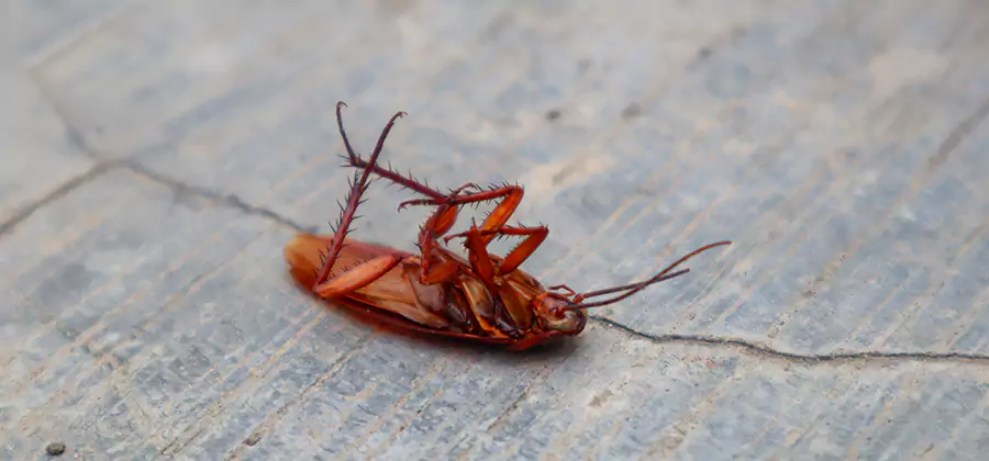 Cockroach Eradication for Commercial Properties in Union City