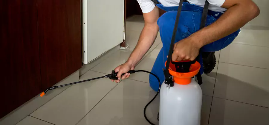 Palmetto Bug Exterminator in Union City