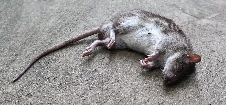 Dead Rat Disposal in Union City