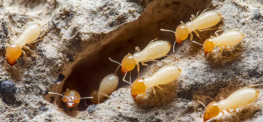 Termite Exterminator Services in Union City