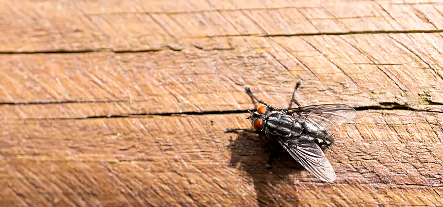 Flying Ant Barrier Treatment in Union City
