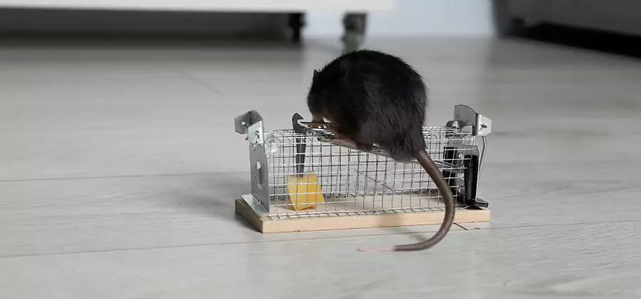 Mice in Attic Removal Union City