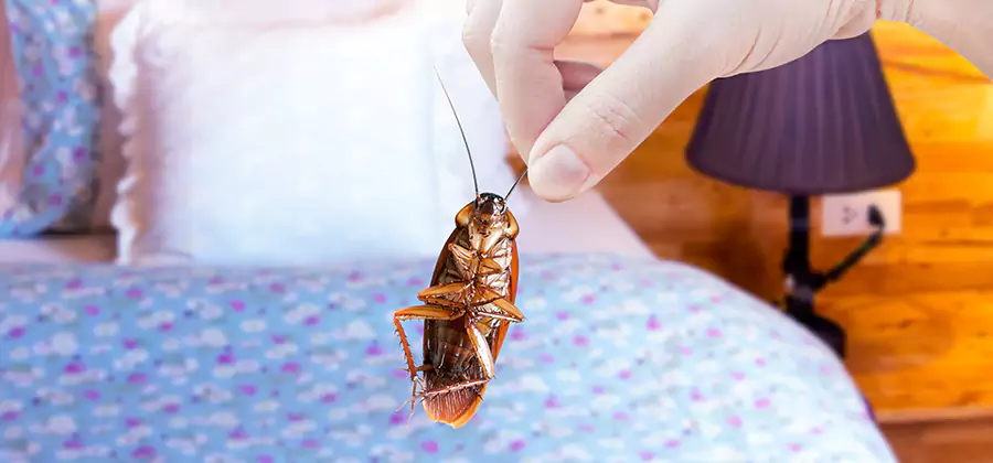 Fast Roach Elimination in Union City