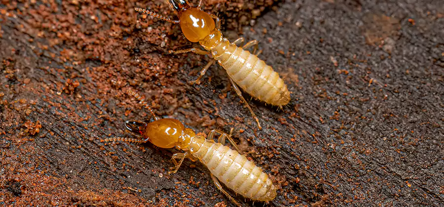 Structural Heat Termite Treatment in Union City