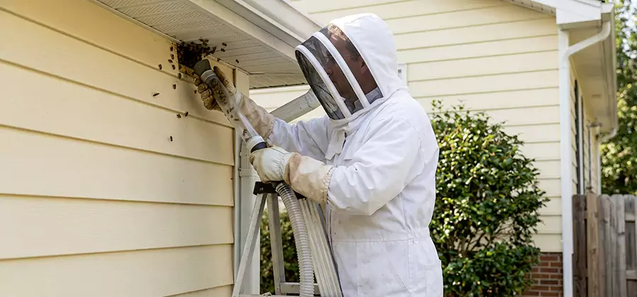 Wasp Nest in Wall Removal in Union City