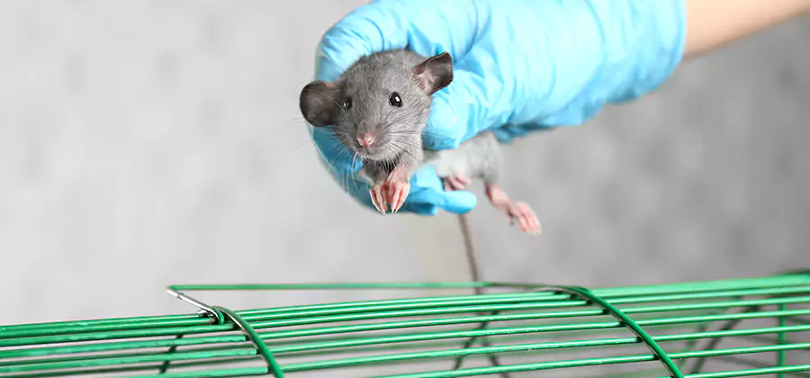 Humane Rat Trapping in Union City