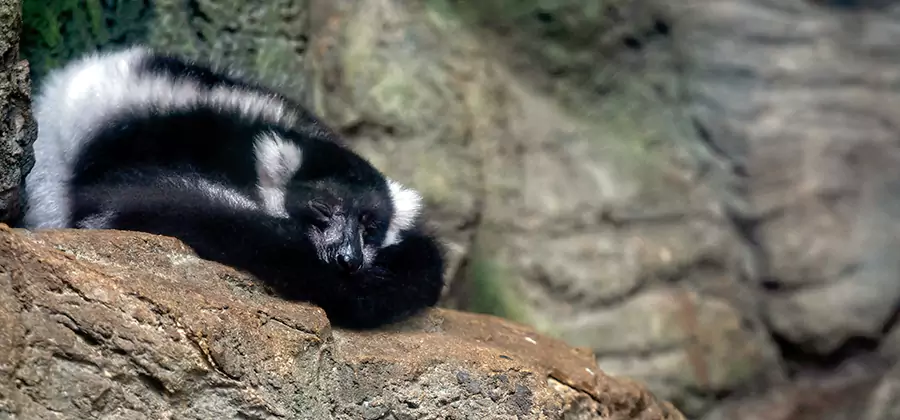 Humane Skunk Removal in Union City
