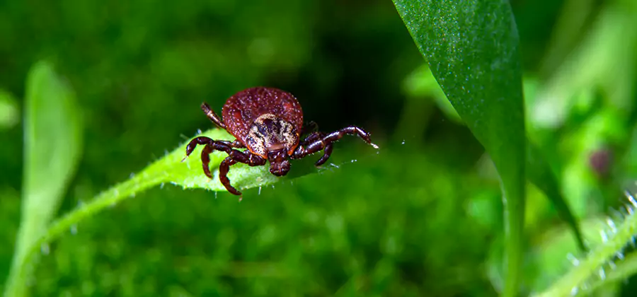 Tick Prevention for Yard in Union City