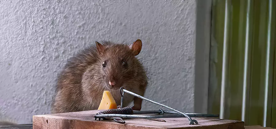 Humane Mouse Removal in Union City