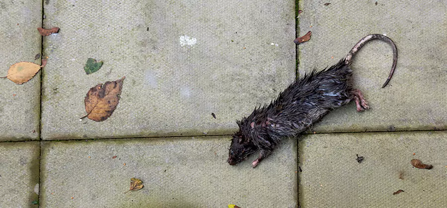 Mice in the Attic Removal in Union City