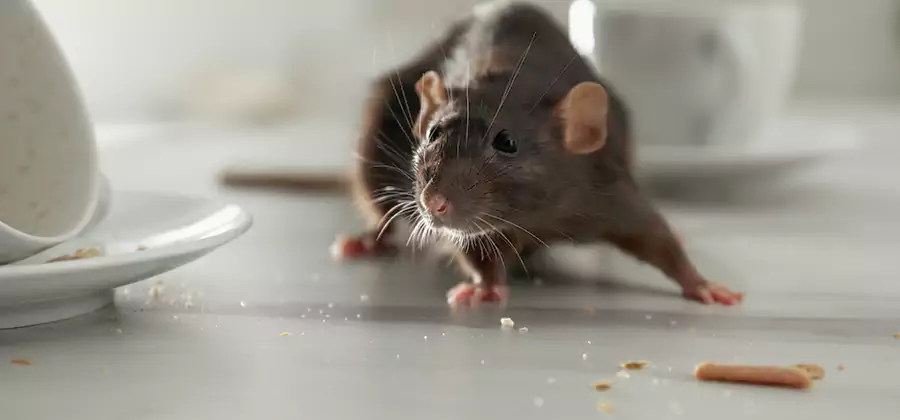 Rodent Feces Removal in Union City