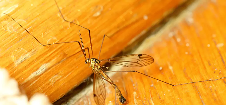 Exterior Mosquito Control in Union City