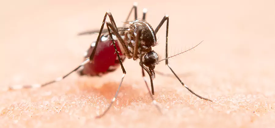 Indoor Mosquito Killer and Interior Control in Union City