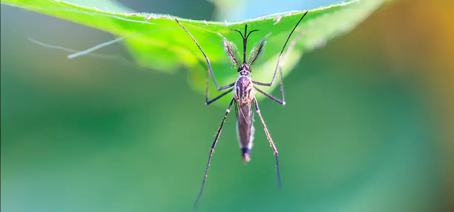 Pest and Mosquito Control for Yard and Patio in Union City