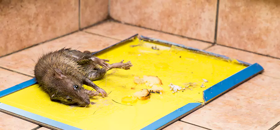 Mouse and Rat Control in Union City