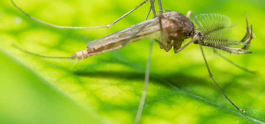 Herbal Mosquito Repellent Treatment in Union City