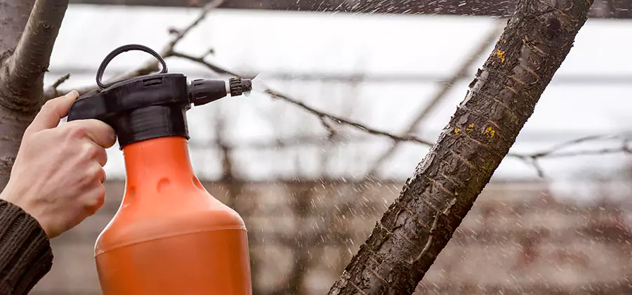 Orange Oil Structural Cavity Treatment in Union City