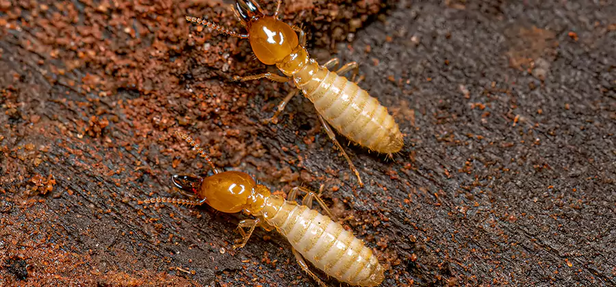 Natural Ant Hill Killer Treatment in Union City