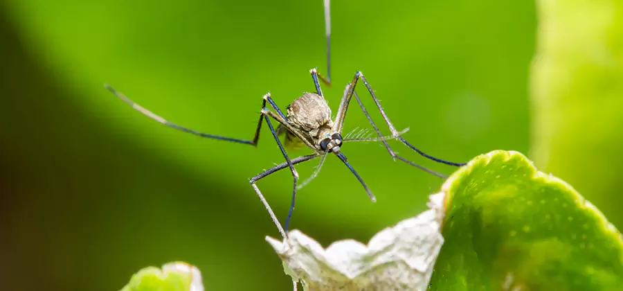Natural Outdoor Mosquito Repellent in Union City