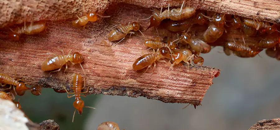 Termite Pest Management in Union City