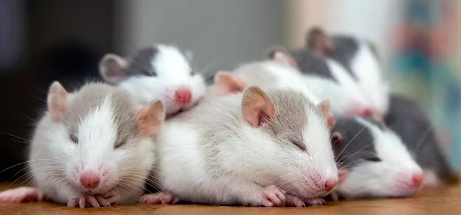 Rat Infestation Exclusion Service in Union City