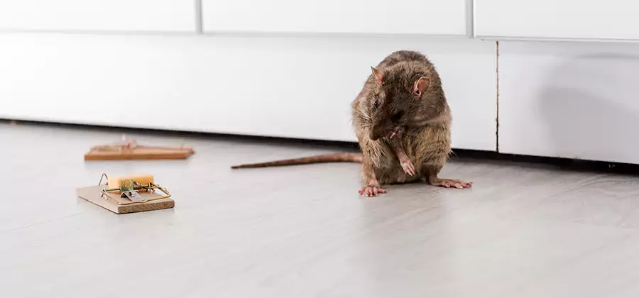 Rat Baiting Removal Service in Union City